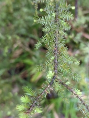 Dacrycarpus dacrydioides