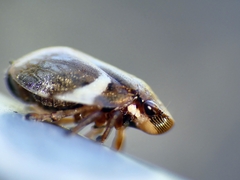 Bathyllus albicinctus