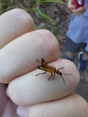 Chauliognathus flavipennis