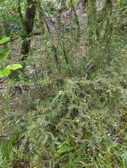 Dacrycarpus dacrydioides