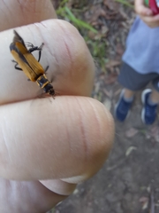 Chauliognathus flavipennis