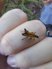 Chauliognathus flavipennis