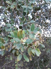 Quercus ilex