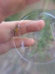 Chauliognathus flavipennis