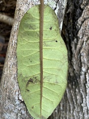 Nothocestrum peltatum