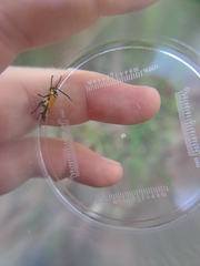 Chauliognathus flavipennis