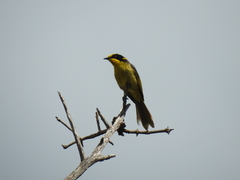 Lichenostomus melanops