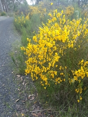 Cytisus scoparius