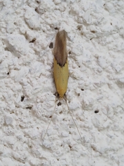 Opogona protodoxa