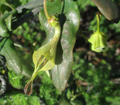 Ceropegia lugardiae image