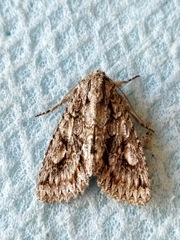 Meganephria bimaculosa