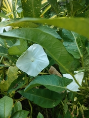Ipomoea aquatica