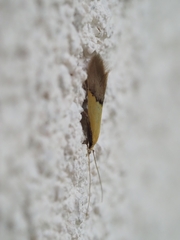 Opogona protodoxa