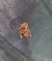 Callopistria leucobasis