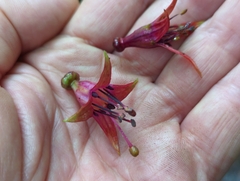 Fuchsia excorticata