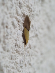 Opogona protodoxa
