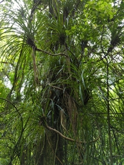 Freycinetia banksii