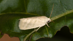 Earias paralella