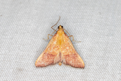 Endotricha pyrosalis