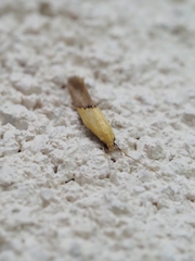 Opogona protodoxa