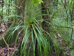 Freycinetia banksii
