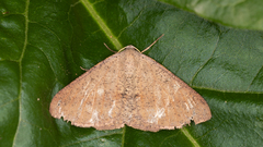 Isturgia penthearia
