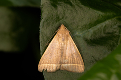 Simplicia cornicalis
