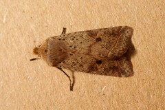 Agrochola blidaensis