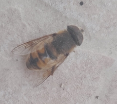 Eristalis tenax