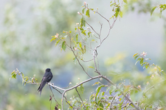 Psalidoprocne pristoptera