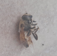 Eristalis tenax