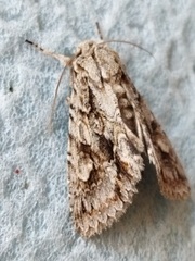 Meganephria bimaculosa