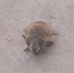 Eristalis tenax