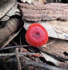 Cruentomycena viscidocruenta