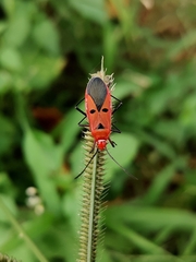 Dysdercus cingulatus