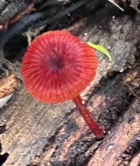 Cruentomycena viscidocruenta