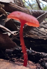 Cruentomycena viscidocruenta