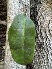 Nothocestrum peltatum