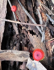 Cruentomycena viscidocruenta