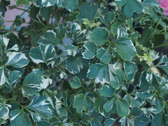 Polyscias balfouriana marginata