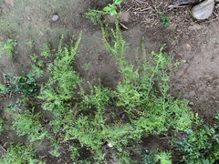 Lepidium bonariense