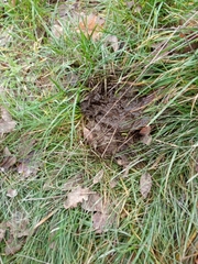 Canis lupus italicus