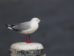 Chroicocephalus novaehollandiae novaehollandiae