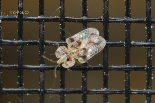 Mrežasta hrastova stjenica (Corythucha arcuata)