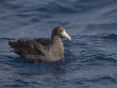 Macronectes giganteus