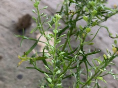 Lepidium bonariense
