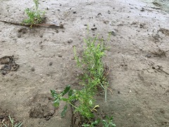 Lepidium bonariense