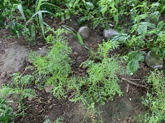 Lepidium bonariense