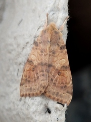 Xanthia ocellaris