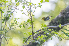 Phylloscopus ruficapilla